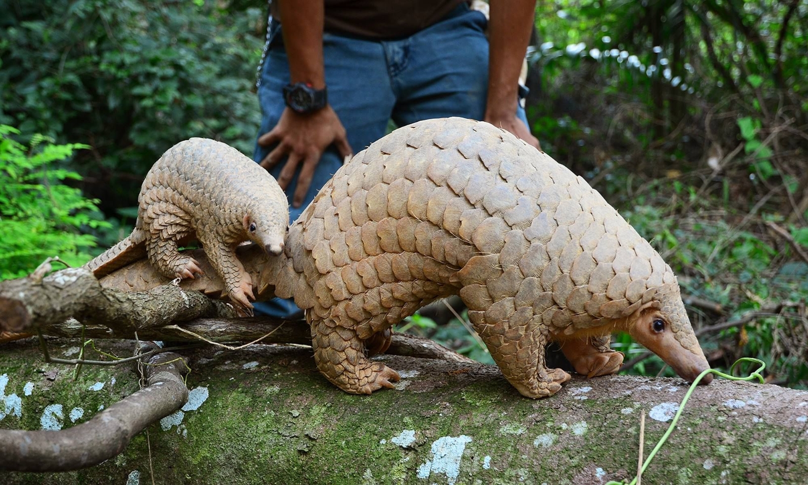 pangolin 1