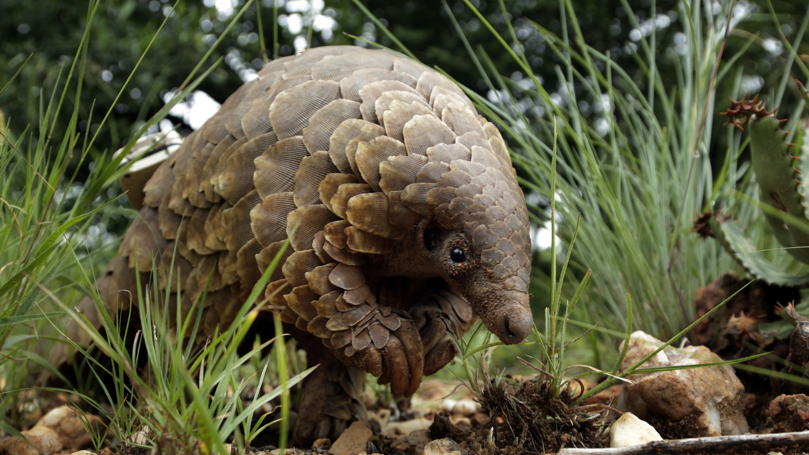 pangolin 2