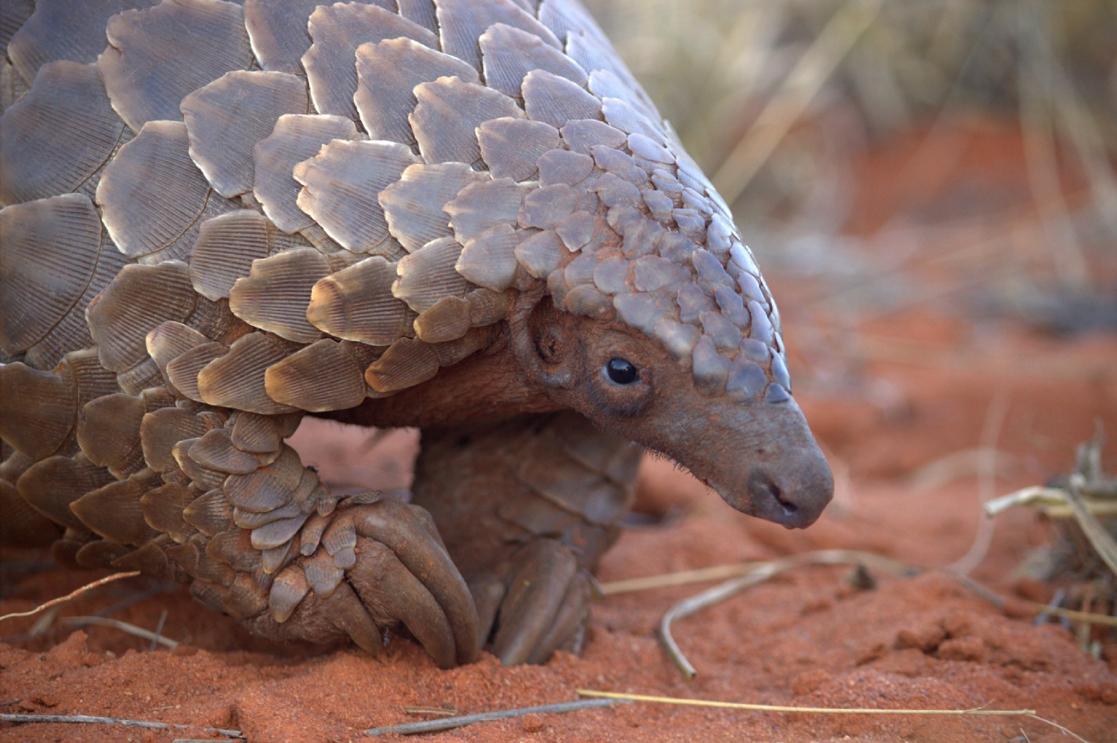 pangolin 3