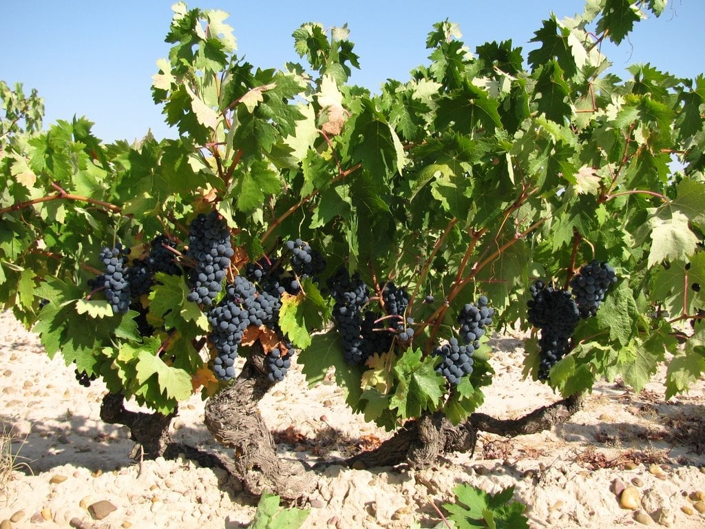 uva-pais