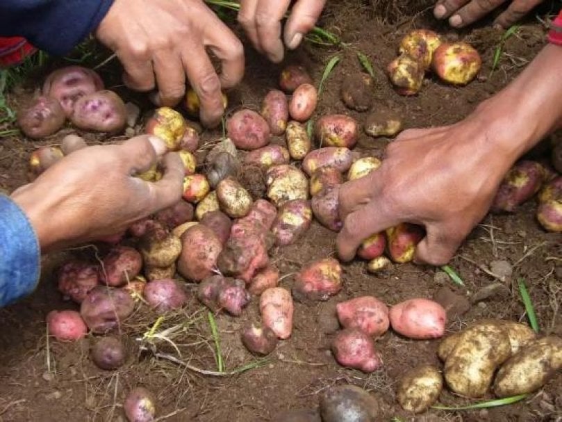huama3_potatopro