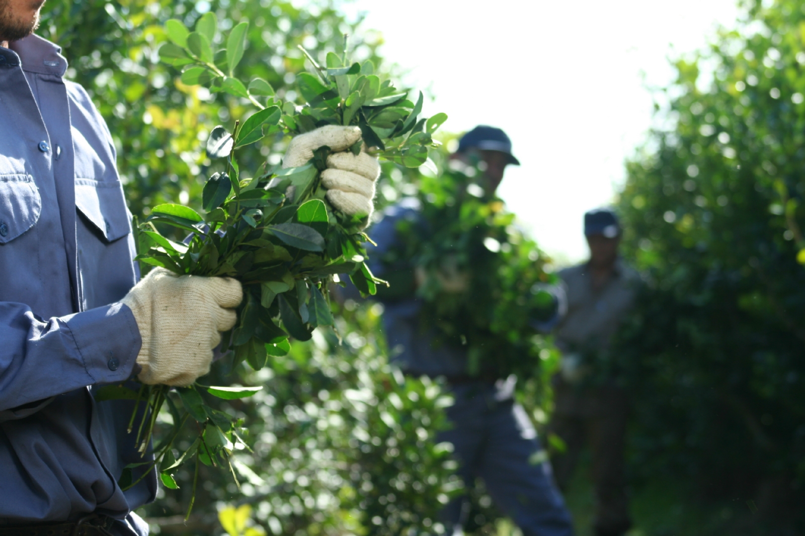 cosecha-de-yerba-mate