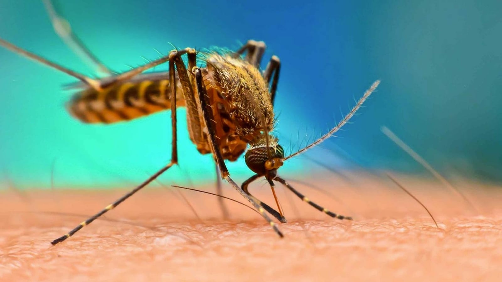 Mosquito-del-dengue