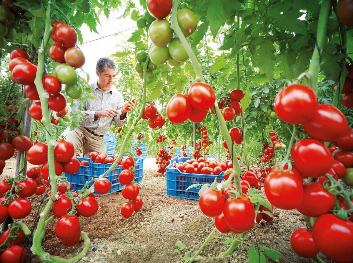 100-semillas-de-tomate-platense-el-mas-argentino-de-los-tomates-plantas-muy-productivas-tomates-deliciosos-D_NQ_NP_883460-MLA31938074002_082019-F