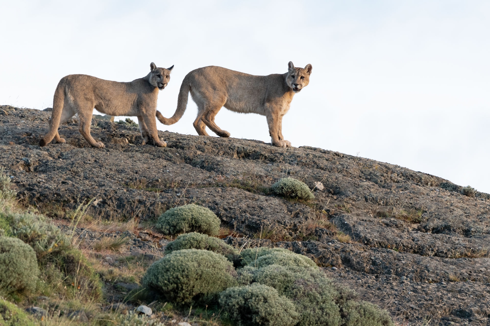 pumas-cachorros-roca