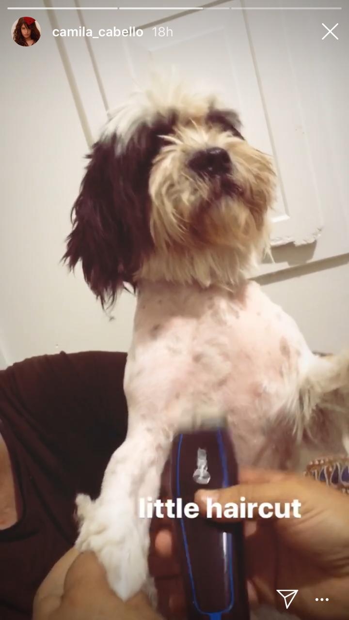 perro.camila