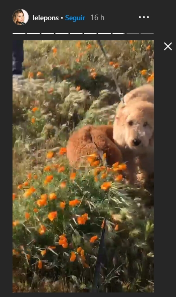 Perro de Lele