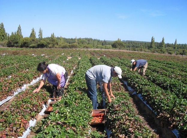 agricultura-familiar-624x462