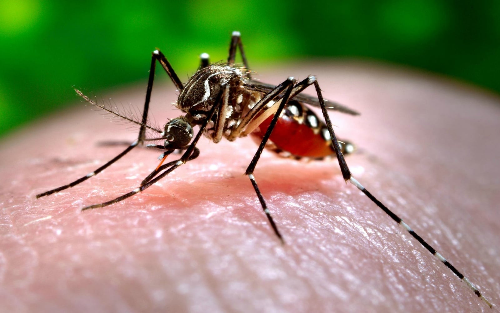 81-casos-de-dengue-confirmados-en-la-provincia-de-Santa-Fe1