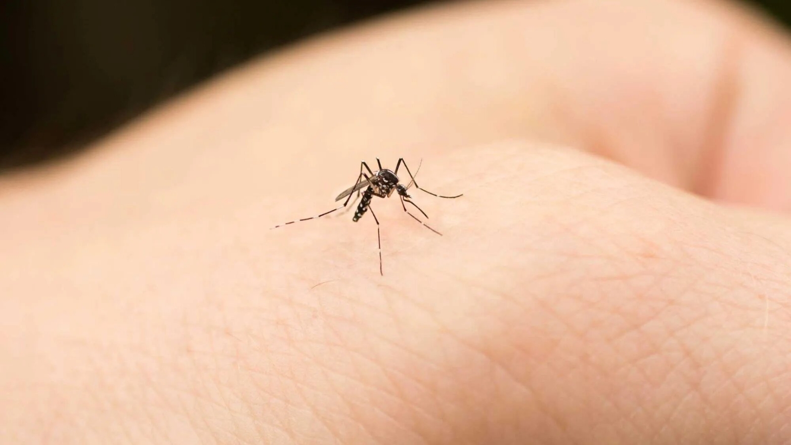 mosquito-picando_crop1583336245396.jpg