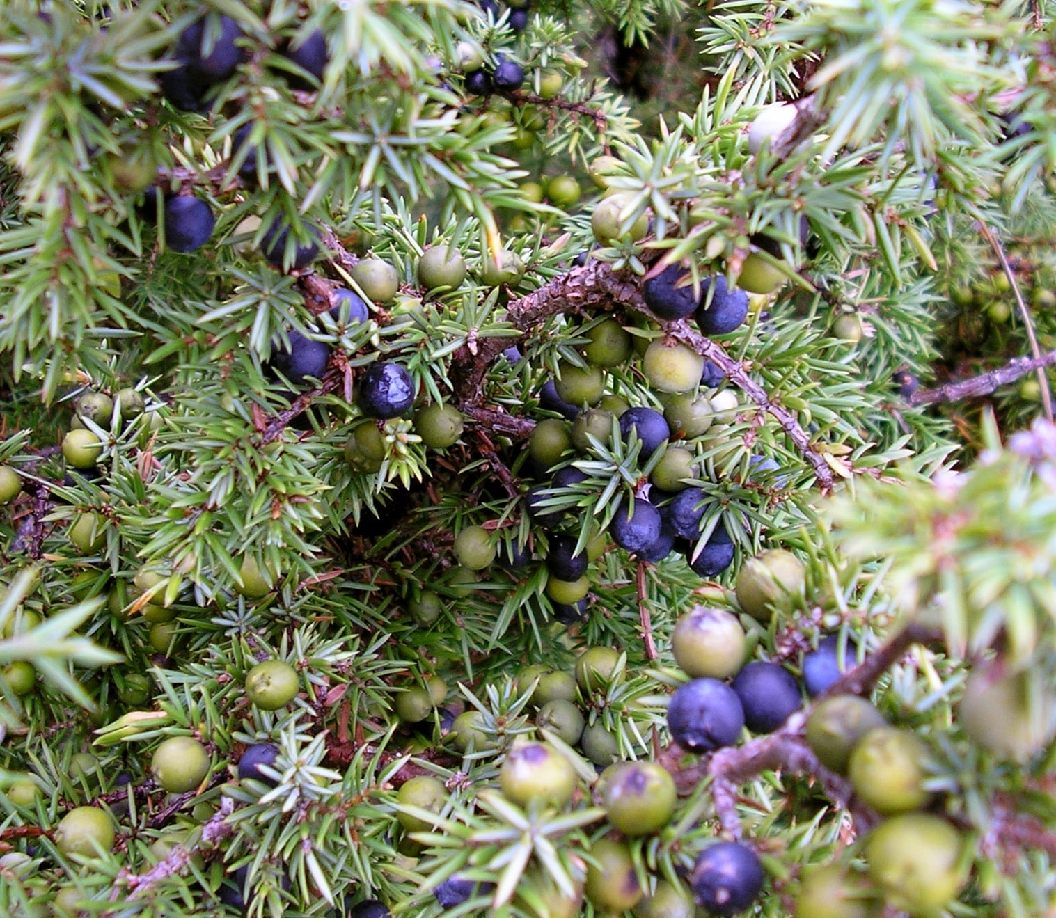 Juniperus_communis_at_Valjala_on_2005-08-11