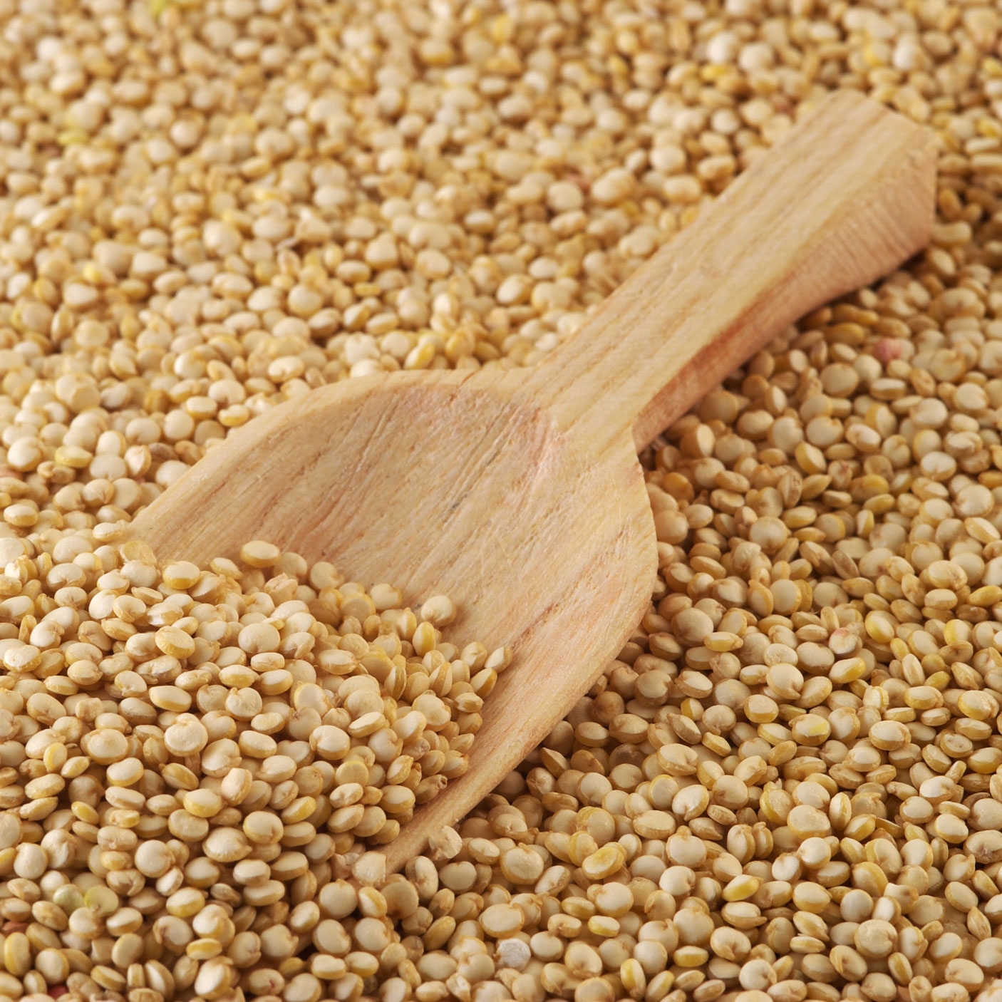 semillas_quinoa1