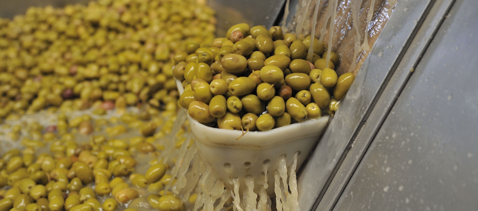 olivicultura-aceituna-960