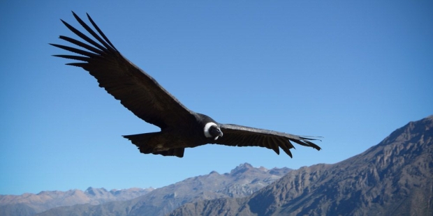 web3-andean-condor-shutterstock_447418105-por-travelstrateg