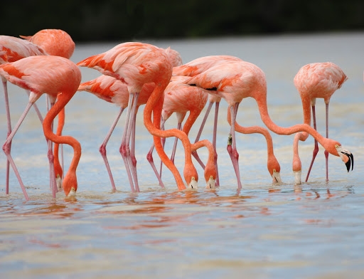 flamencos portada