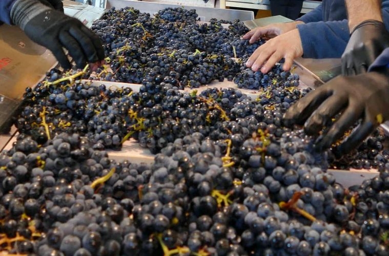 La-produccio´n-de-vino-y-mosto-de-la-campan~a-20192020-372-millones-de-hectolitros-759x500