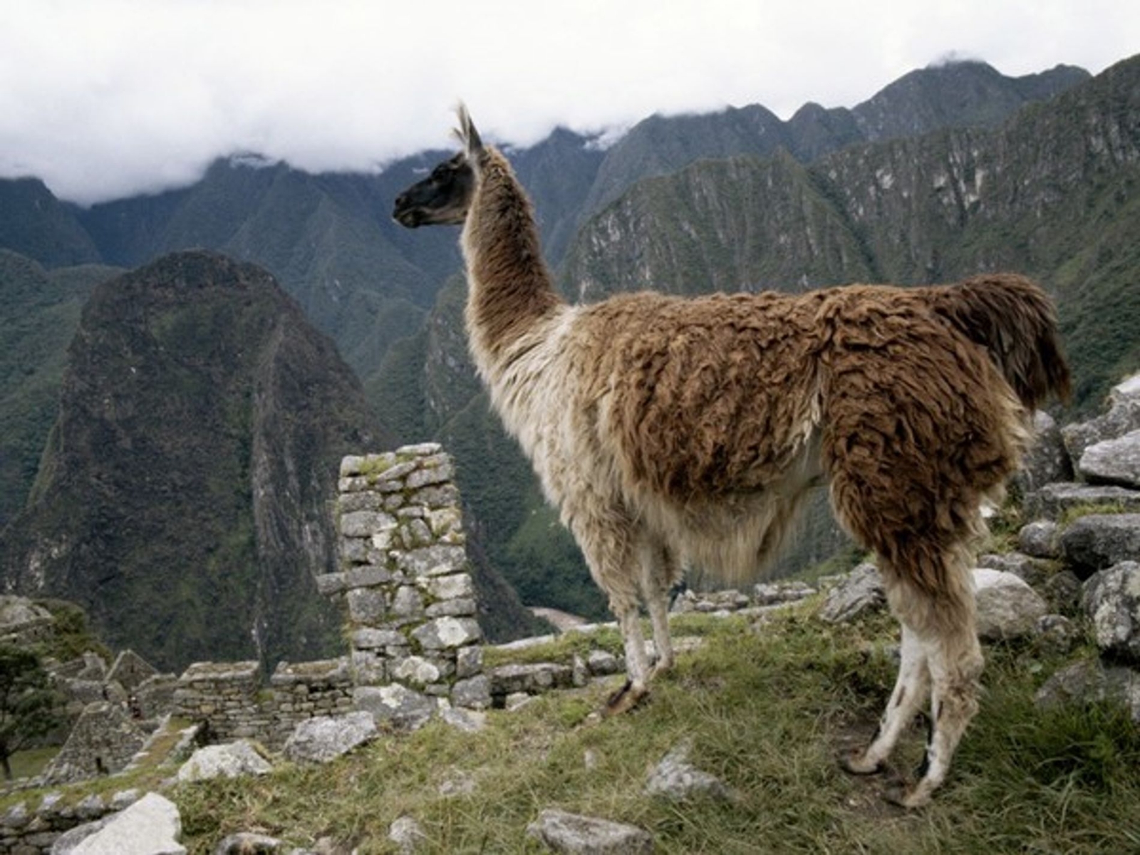 llama jueves portada