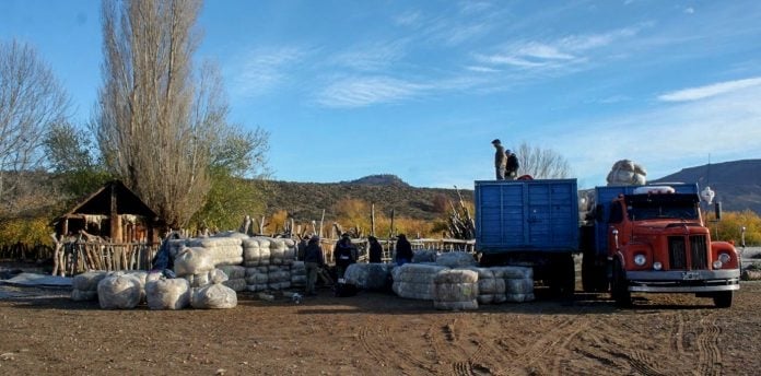 WEB-Carga-de-lana-Comunidades-Aluminé-2-696x344