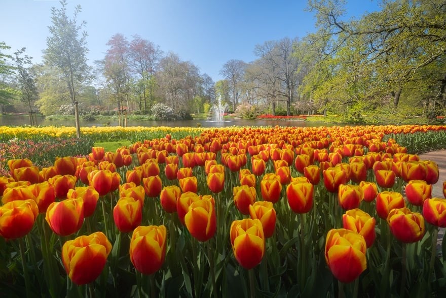 Keukenhof-5