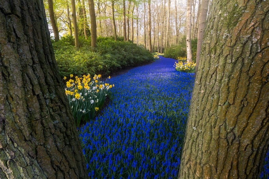 Keukenhof-4