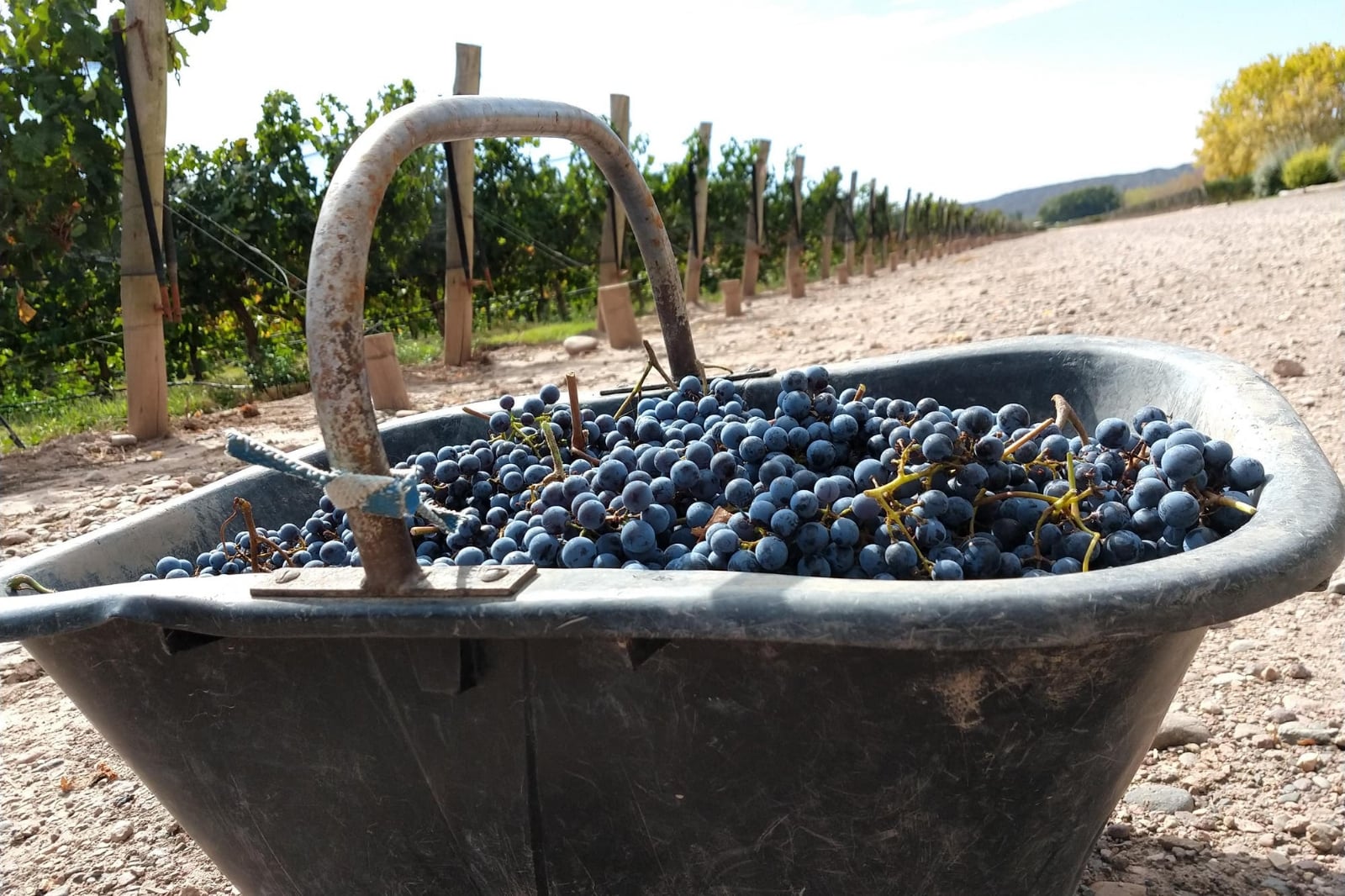 www.minutoneuquen.com bodegas3
