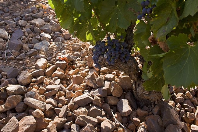www.minutoneuquen.com vinosolidario5