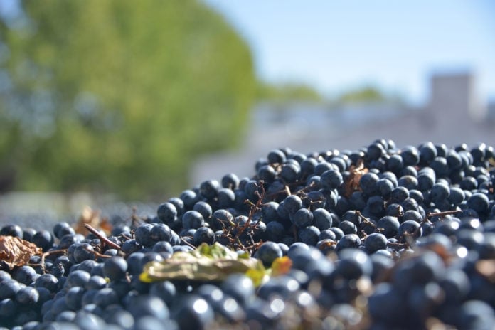 www.minutoneuquen.com vinosrionegro2