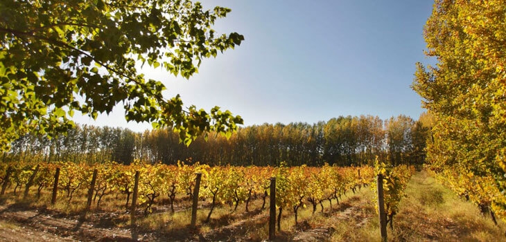www.minutoneuquen.com vinosrionegro1