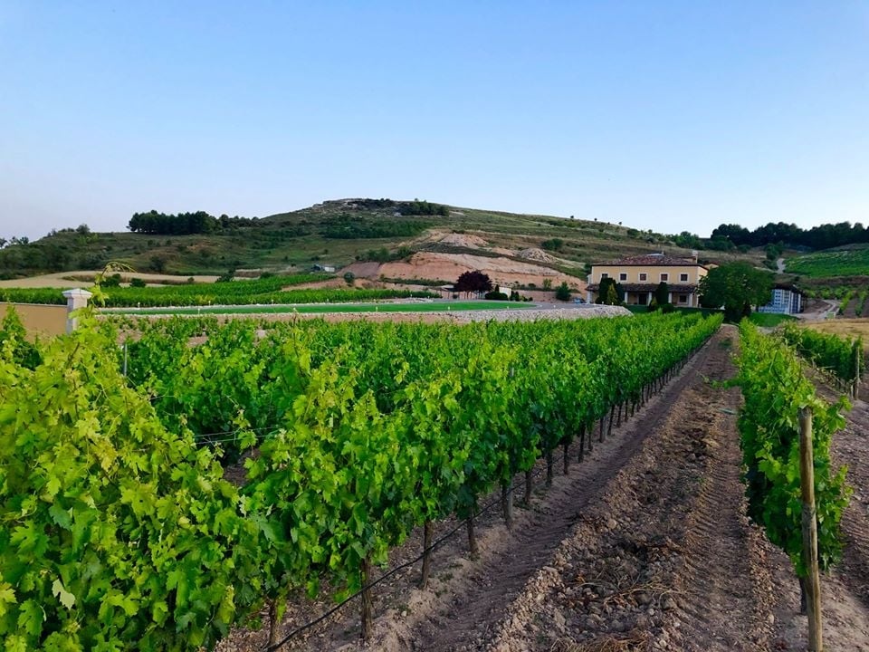 www.minutoneuquen.com vinosdelaluz0