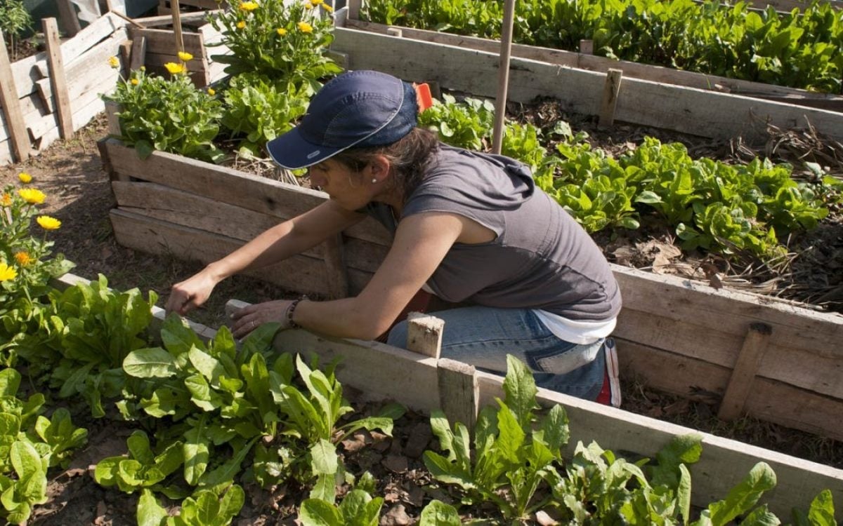 www.minutoneuquen.com huerta
