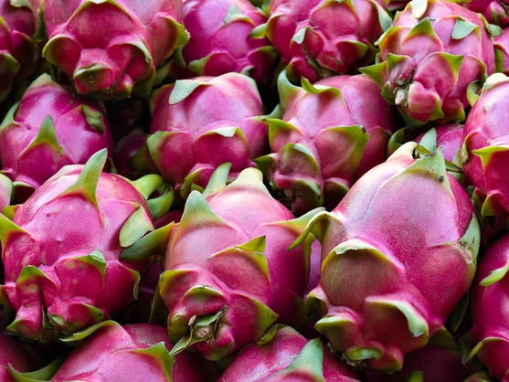www.minutoneuquen.com pitahaya2