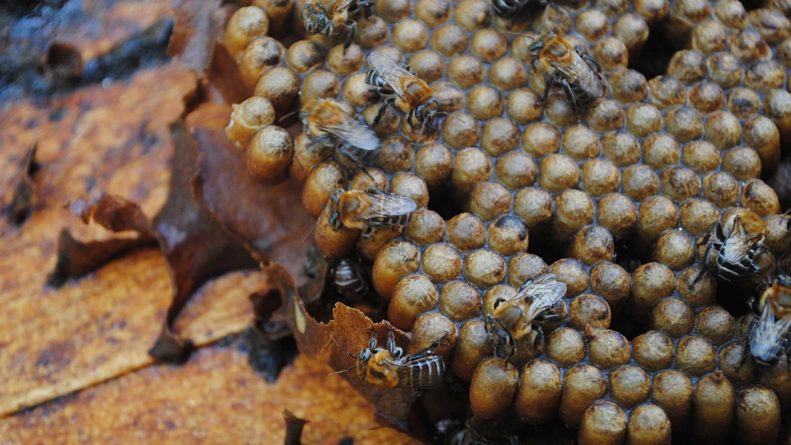 www.minutoneuquen.com abejas0