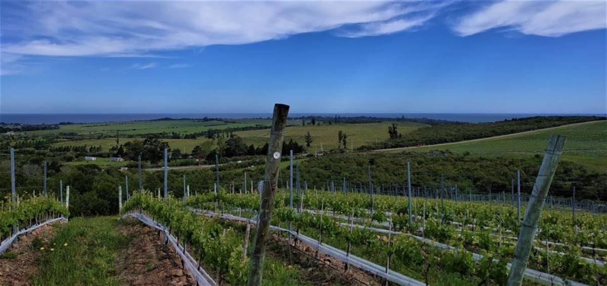 www.minutoneuquen.com albariño0