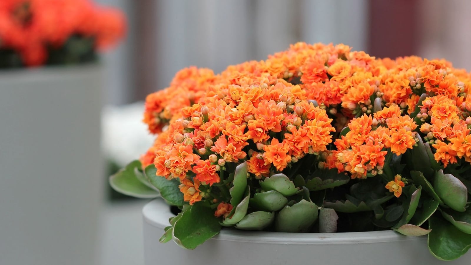 www.minutoneuquen.com flores3