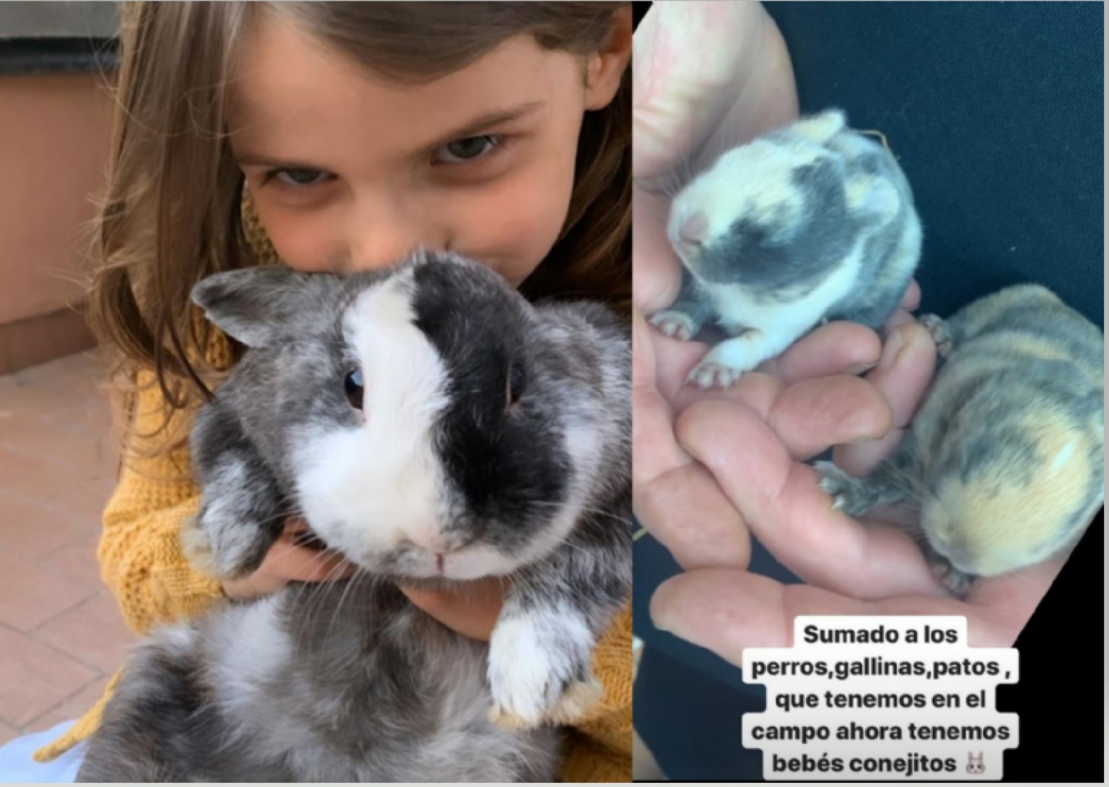 conejos