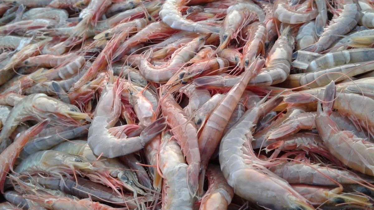www.minutoneuquen.com langostinos
