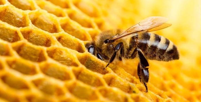 www.minutoneuquen.com abejas3