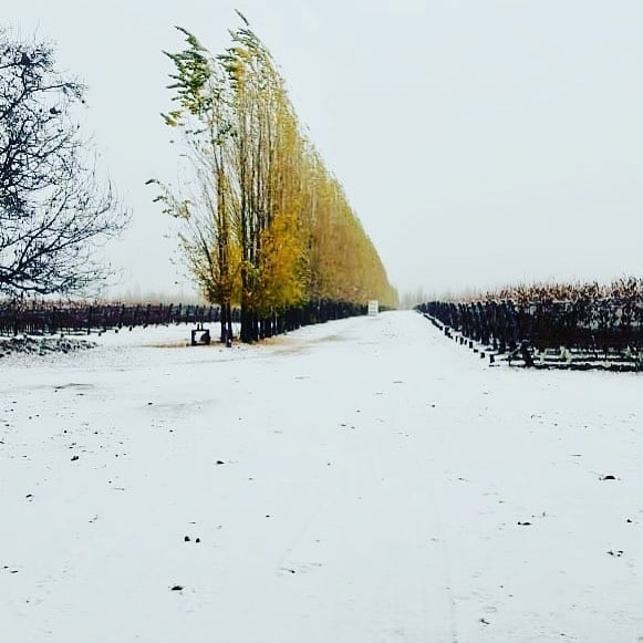 www.minutoneuquen.com zuccardi1