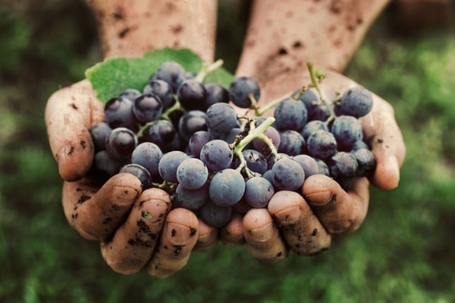 www.minutoneuquen.com vinocarlon1