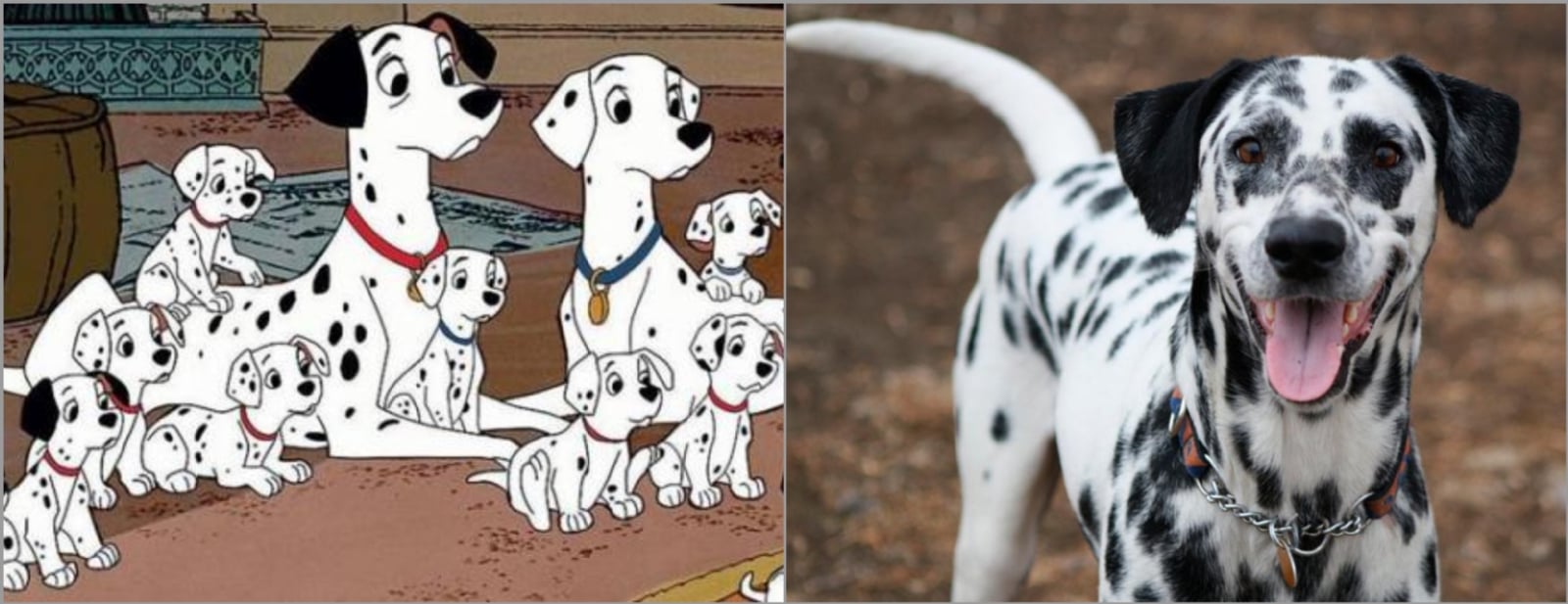 Perritos dalmatas 2