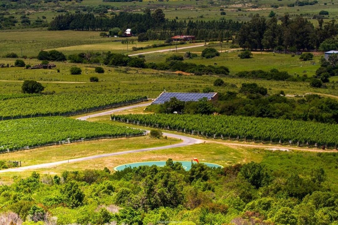 www.minutoneuquen.com vinouruguay2