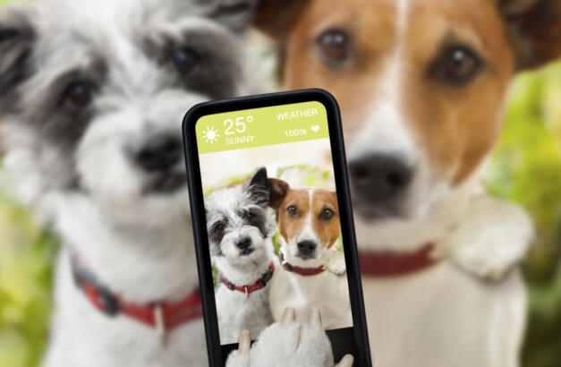 Este-invento-permite-comunicarte-con-tu-mascota-a-distancia-a-través-de-tu-celular_0