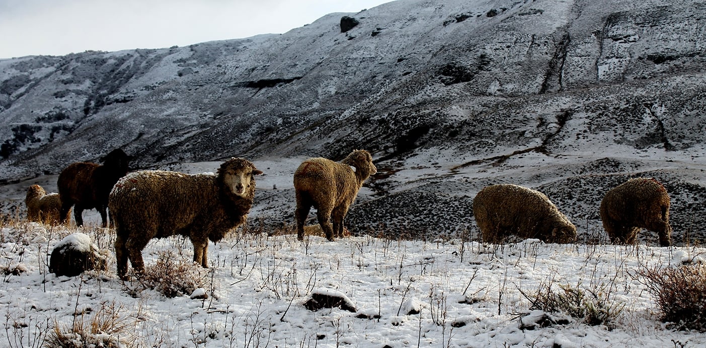 WEB-ovejas-nieve-2