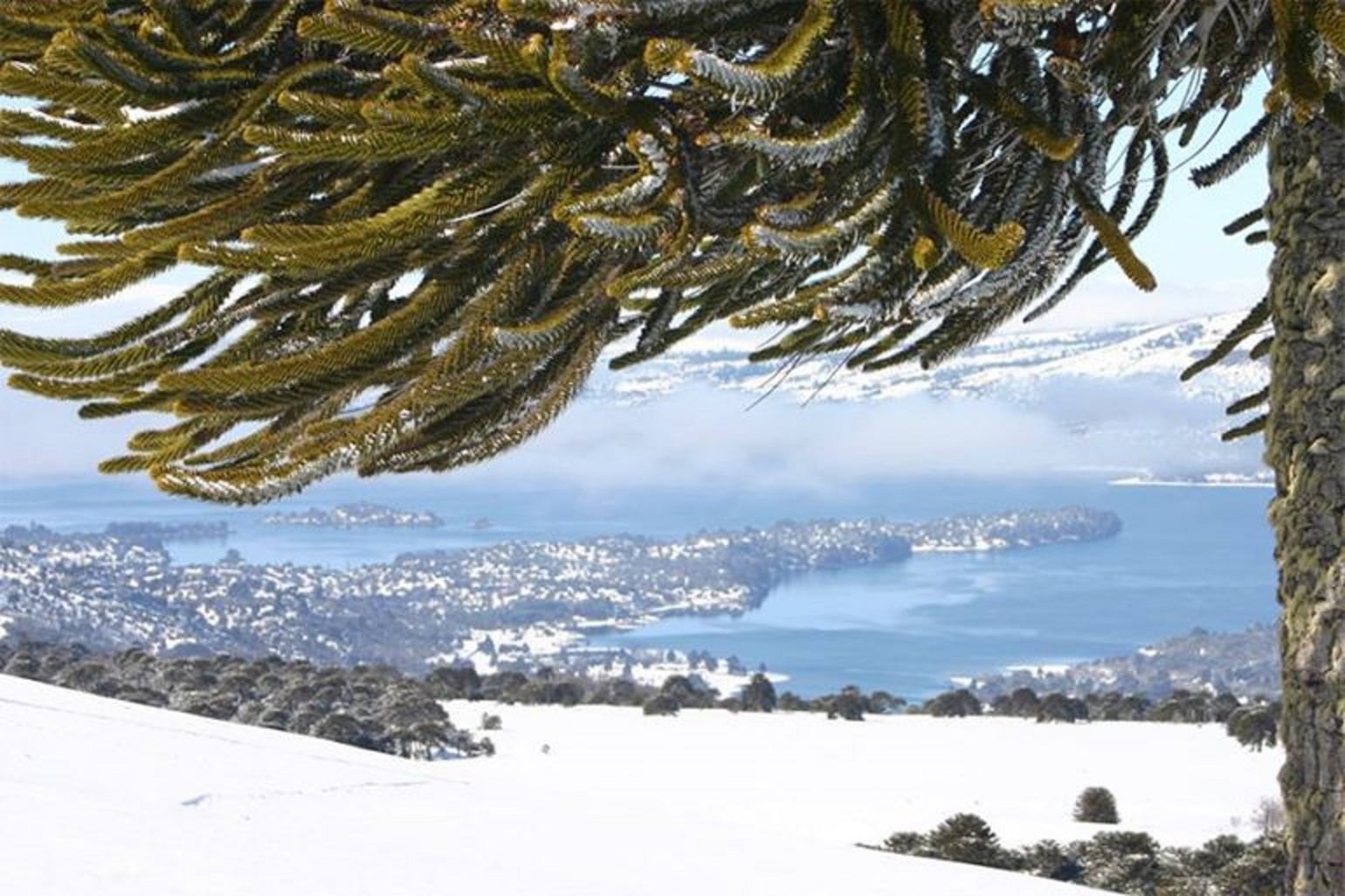 pehuenia-nieve-770x513