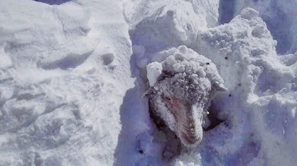 animales congelados