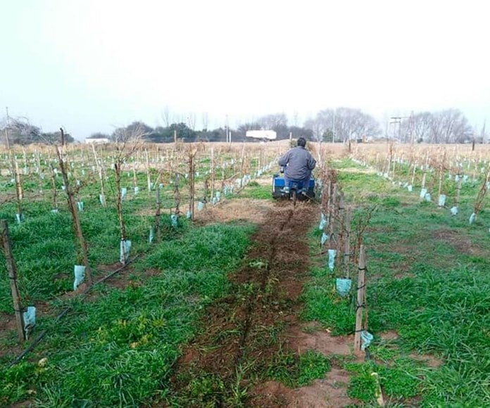 www.minutoneuquen.com bodegaacha