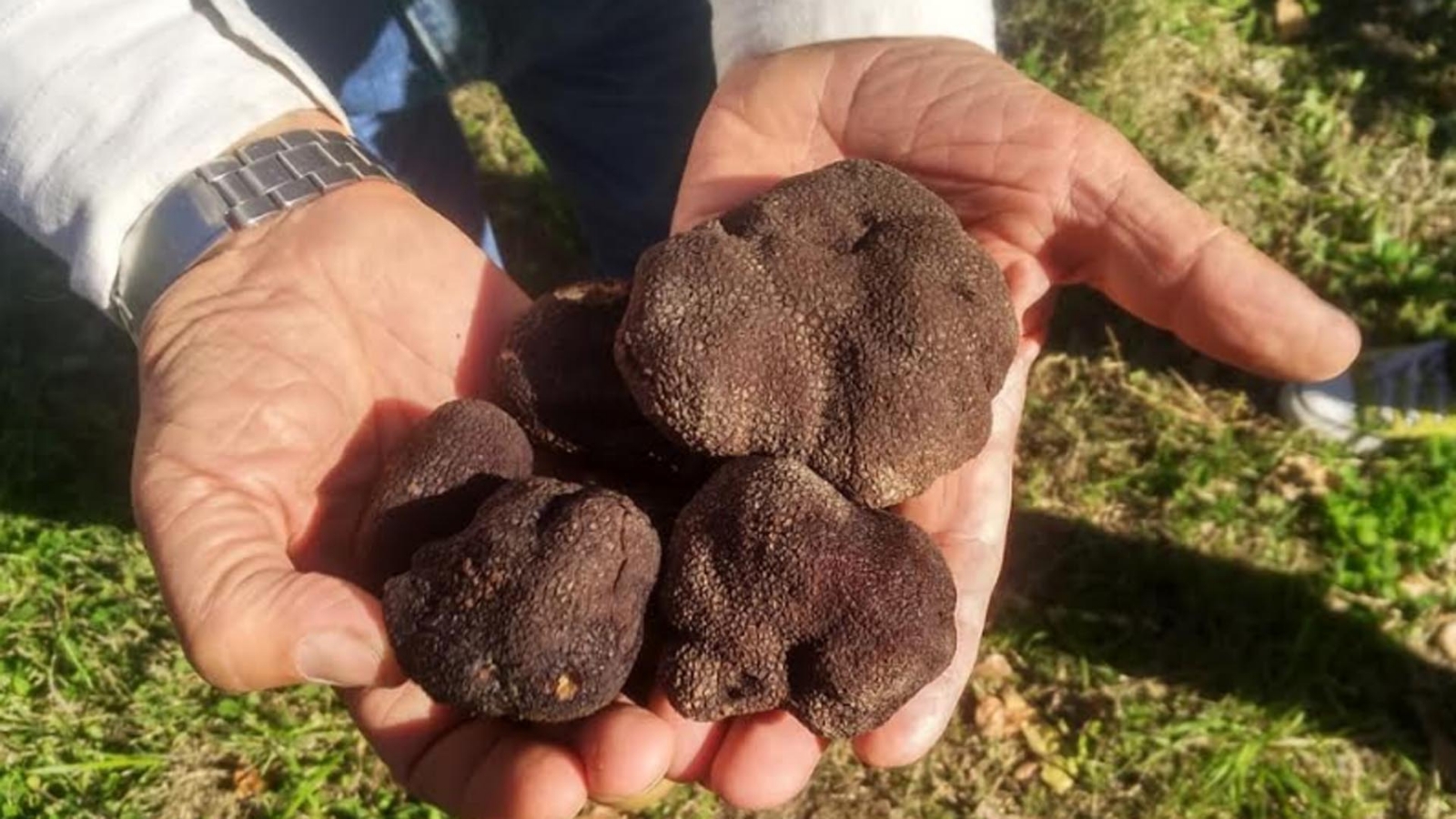 trufas1