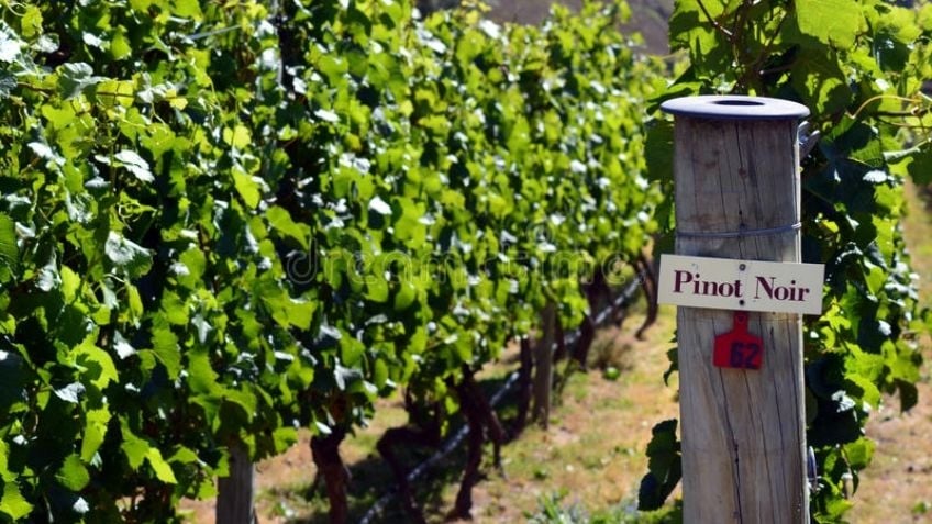 www.minutoneuquen.com pinot2