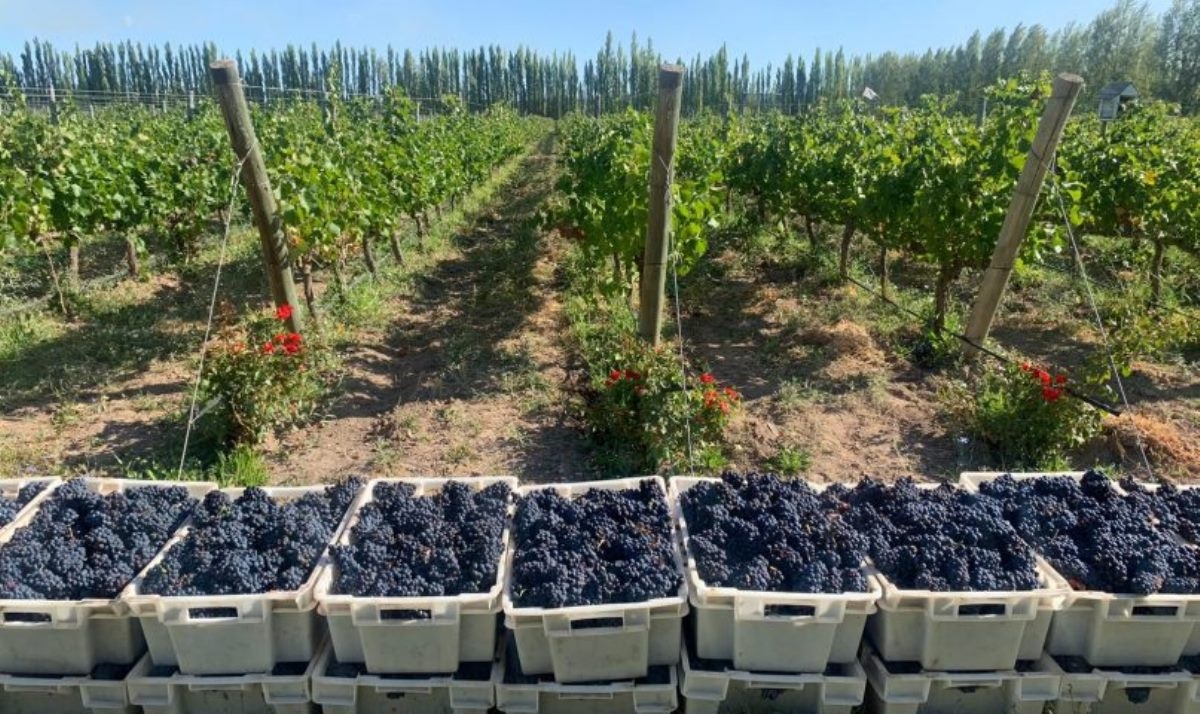 www.minutoneuquen.com pinot00
