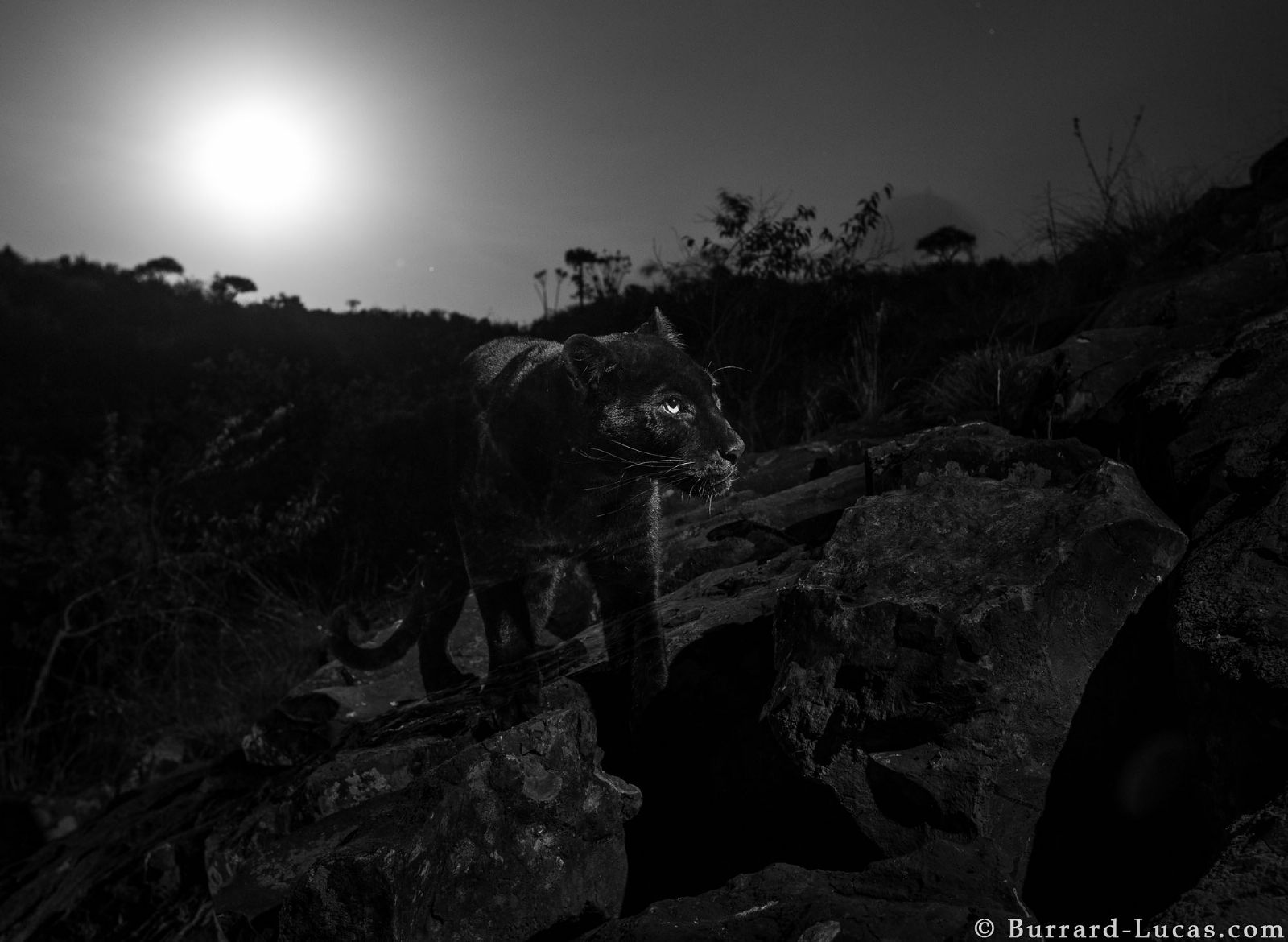 african_black_leopard